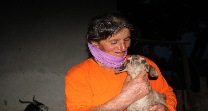 Depremin vurduğu Elmalı köyünde hayvancılık