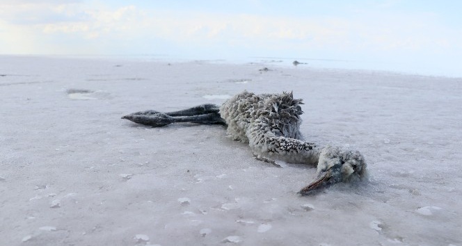 Tuz Gölü’nde flamingoların esrarengiz ölümü dikkat çekiyor