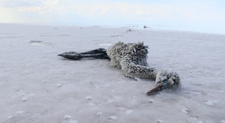 Tuz Gölünde flamingoların esrarengiz ölümü dikkat çekiyor