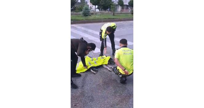 Kazada yaralanan köpeğe trafik polisinden şefkat eli