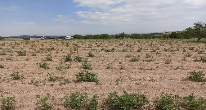 Nevşehir’de 90 bin dekar tarım arazisi zarar gördü