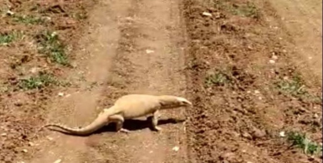 Şanlıurfa'da görüldü! Nesli tükenme tehlikesinde
