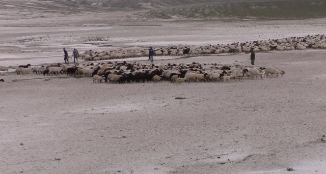Kars’ta doludan 55 koyun telef oldu