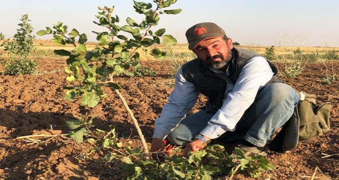 Mardin ovası Siirt fıstığıyla yeşilleniyor