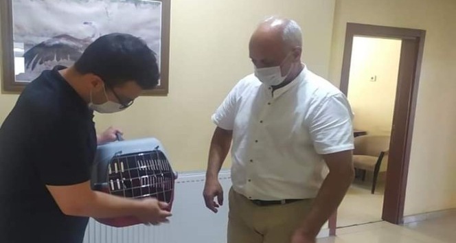 Yavru karga tedavi altına alındı