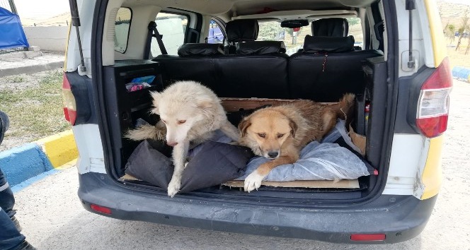 Mardin’de yaralı kedi ve köpekler Ankara’ya sevk edildi