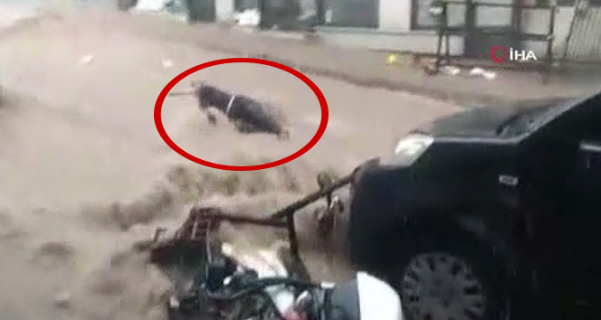 Bursa'da sel suları önüne ne kattıysa sürükledi...Bir kadın son anda kurtarıldı