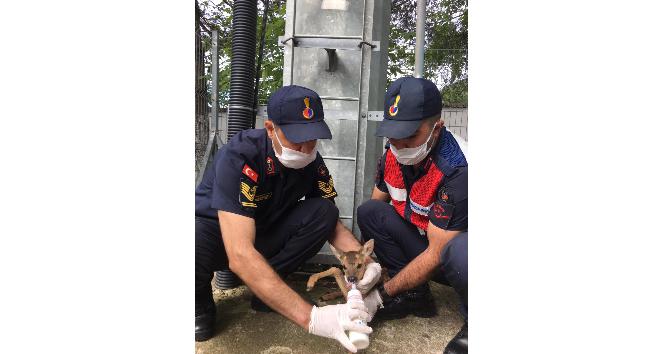 Sokak köpeklerinin kovaladığı yavru karacayı jandarma kurtardı