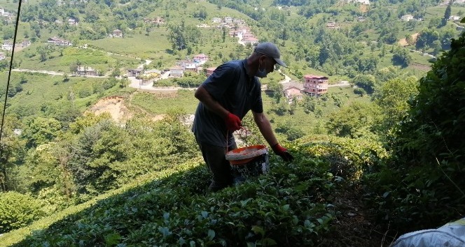 Çay üreticileri bu kez gübreleme için çay bahçesine girdi