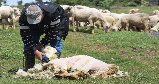 Kırkılan yünler hem çiftçiye hem sanayiciye gelir sağlıyor