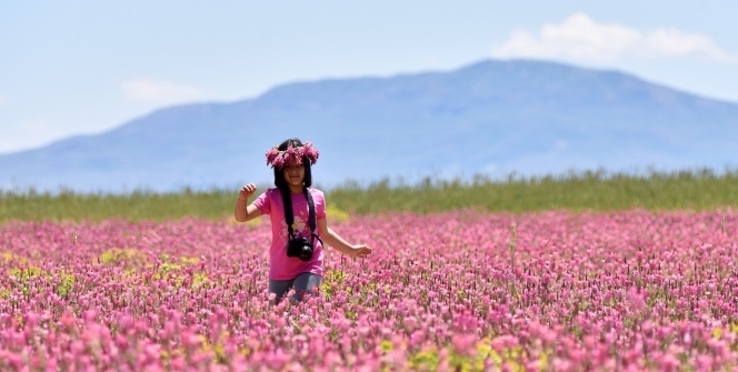 Van Gölü çevresi çiçeklerle renklendi