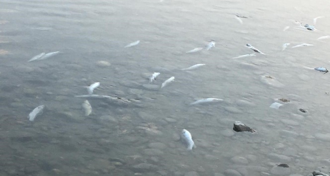 Savrun Çayı&#039;nda toplu balık ölümleri