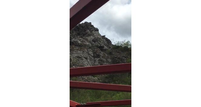 Tokat’ta karacalar yaylalara indi