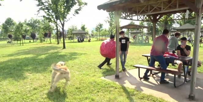 Korona virüs kılığına giren ünlü tiyatrocuyu köpek kovaladı