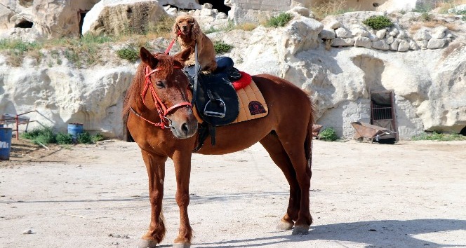 Köpeğin at üzerinde Kapadokya keyfi