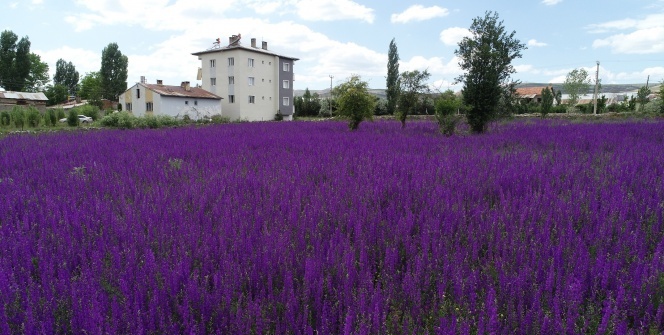 Duyan fotoğraf çektirmek için akın etti