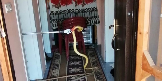 Eve giren 2 metrelik yılan korku dolu anlar yaşattı!