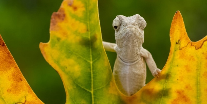 Akdeniz bukalemunları