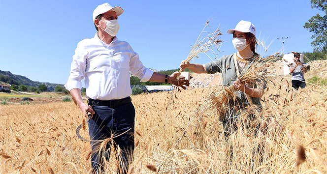 Balandız’da ata tohumu sarı buğdayın ilk hasadı yapıldı