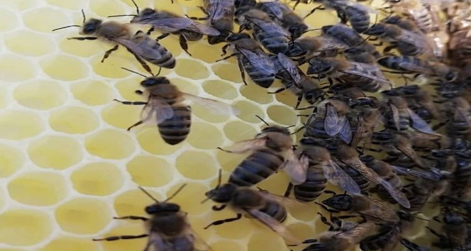 Türkiye’de ilk olacak Gökçeada arısına bal ormanı tesisi