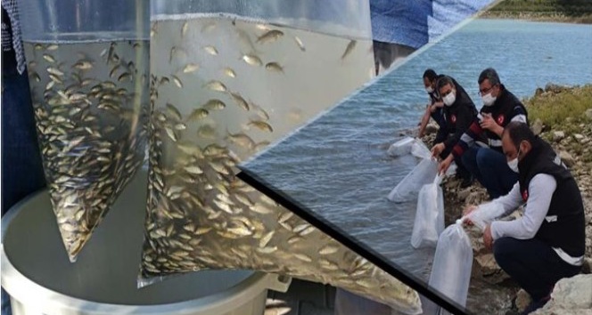 Çanakkale’de 60 bin pullu sazan balığı yavrusu suyla buluştu