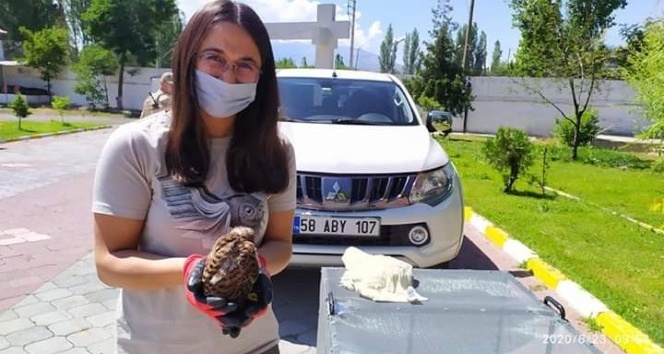 Iğdır’da yavru kerkenez yetkililere teslim edildi