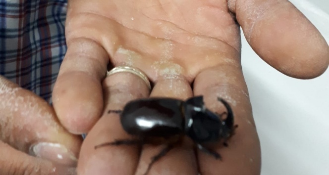 Dünyanın en güçlü böceği, davetsiz misafiri oldu