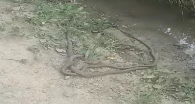 2 metre boyundaki yılanların dansı kamerada