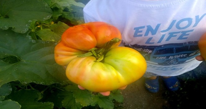 Yerel Tohum Merkezi’nden aldığı tohumla 1 kilo domates üretti