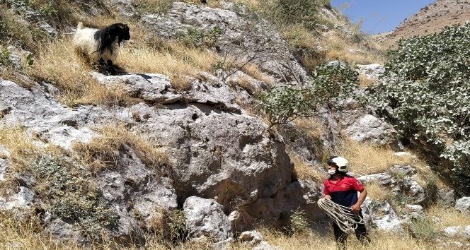 Dağda mahsur kalan keçiyi itfaiye ekipleri kurtardı