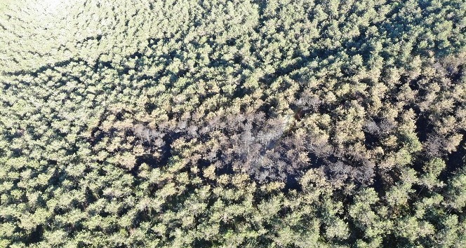 Kayışdağı Ormanı’nda yangının verdiği hasar havadan görüntülendi
