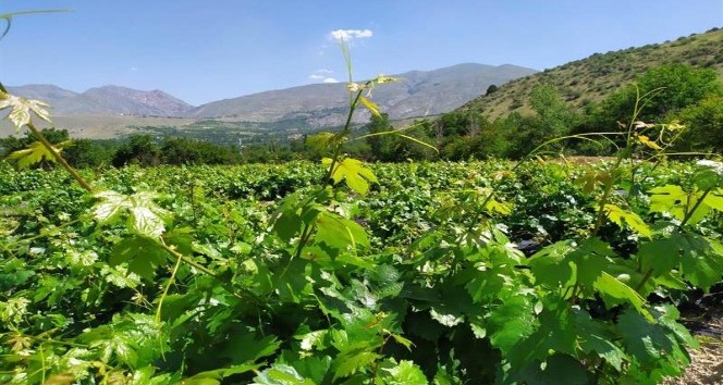 Üzüm bağlarında entegre mücadele sürüyor