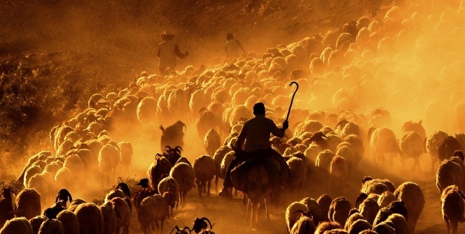 Sürülerin tozlu yolculuğu! Muhteşem kareler