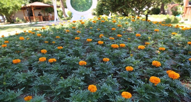 Haliliye’de parklar çiçeklerle donatılıyor