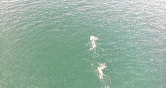 Çınarcık'a ulaşmak için ilk kulaç atıldı