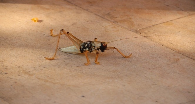 Diyarbakır’da dev çekirge görenleri hayrete düşürdü