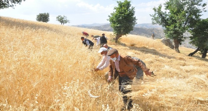 Şırnak’ta ’dengbej’ eşliğinde buğday hasadı başladı