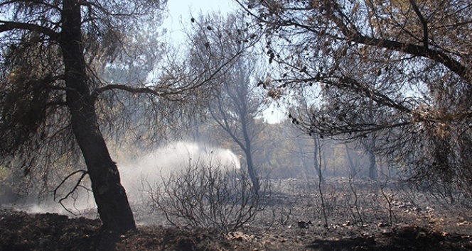 İzmir&#039;deki orman yangını ile ilgili 1 kişi gözaltına alındı