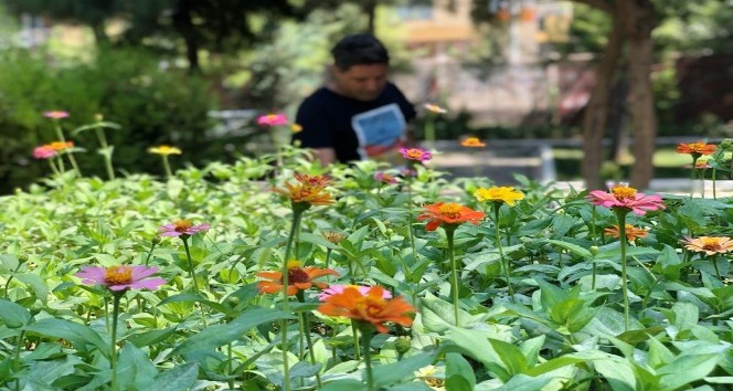 Yaz tatili dinlemediler, okullarını botanik bahçeye çevirdiler