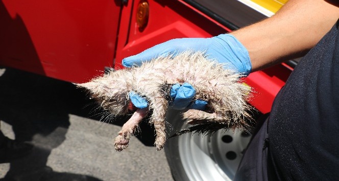 Su borusunda 3 gün kalan yavru kedi itfaiye ekipleri tarafından kurtarıldı