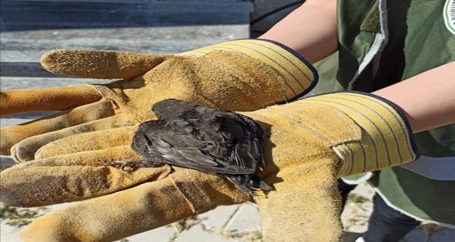 Van’da, yaralı kuşlar tedavi altına alındı