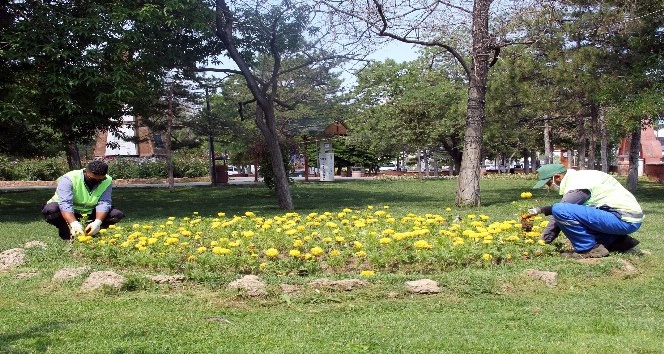 Van Büyükşehir Belediyesinin yetiştirdiği çiçekler kenti süslüyor