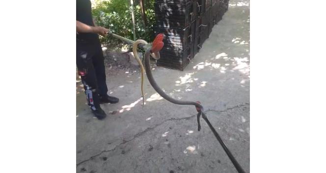 Amasya’da depodan çıkan yılan doğaya salındı