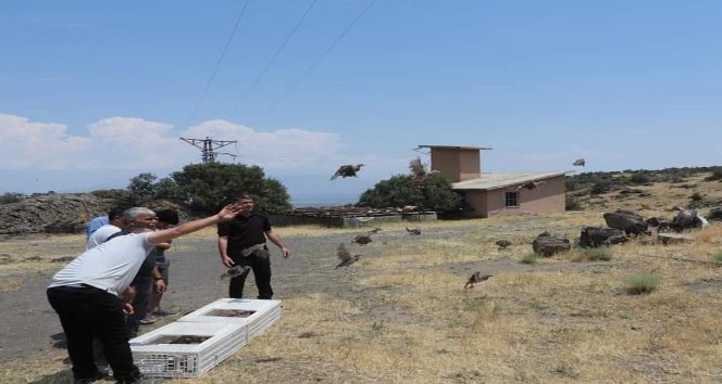 Iğdır’da doğaya keklik bırakıldı