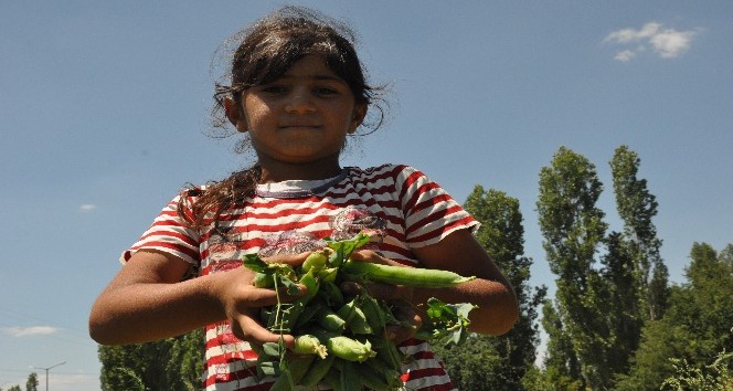 Türkiye’nin bezelye ihtiyacının yüzde 35’ini karşılayan Sinanpaşa’da hasat başladı