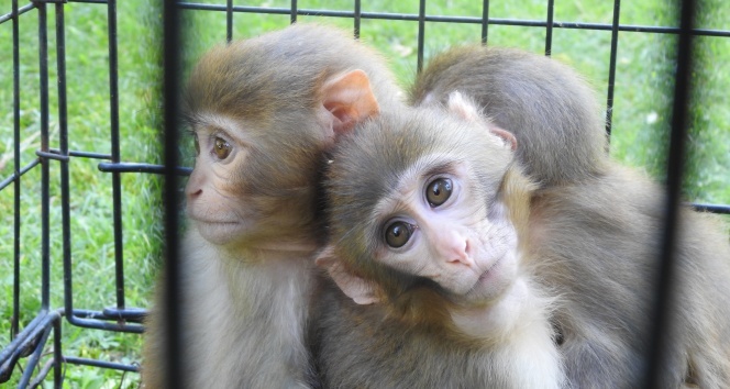 Down sendromlu yavru maymuna kardeşleri bakıyor