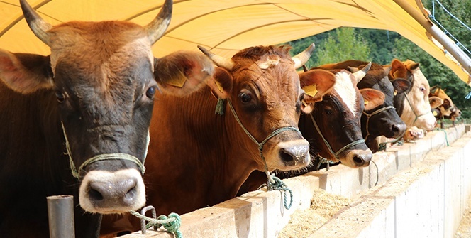 Kurban Bayramı ne zaman, bayram tatili kaç gün? 2020 Kurban Bayramı tarihi