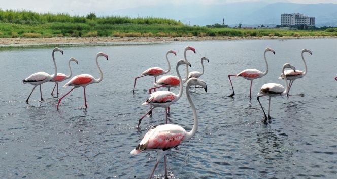 İzmit Körfezi’nde flamingoların dansı