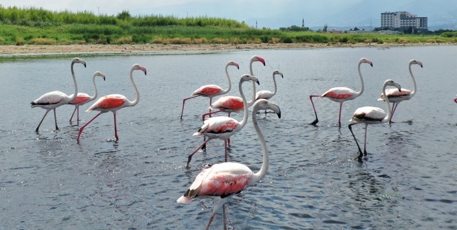 İzmit Körfezi’nde flamingoların dansı