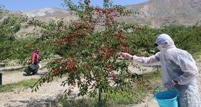 Erzincan’da vişne hasadı başladı